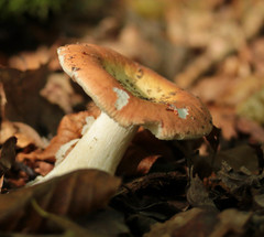 Russula aurora