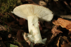 Russula aurora