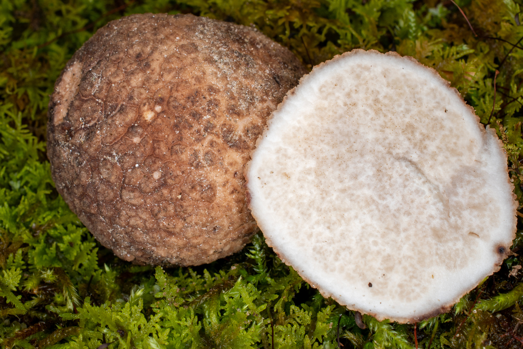 truffle-like morels