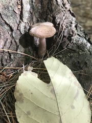 Armillaria calvescens