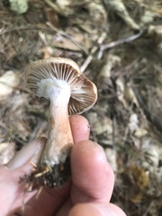 Armillaria calvescens