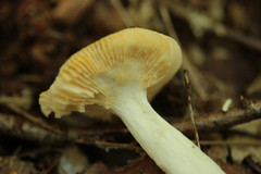 Russula risigallina