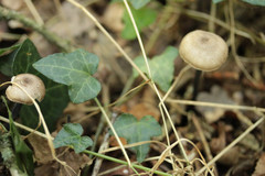 Entoloma lampropus