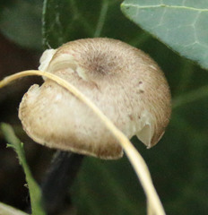 Entoloma lampropus