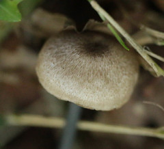 Entoloma lampropus