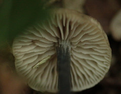 Entoloma lampropus
