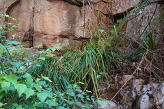 Cyperus leptocladus