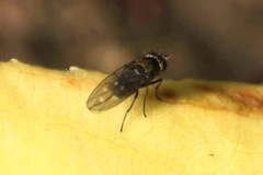 Scatella
