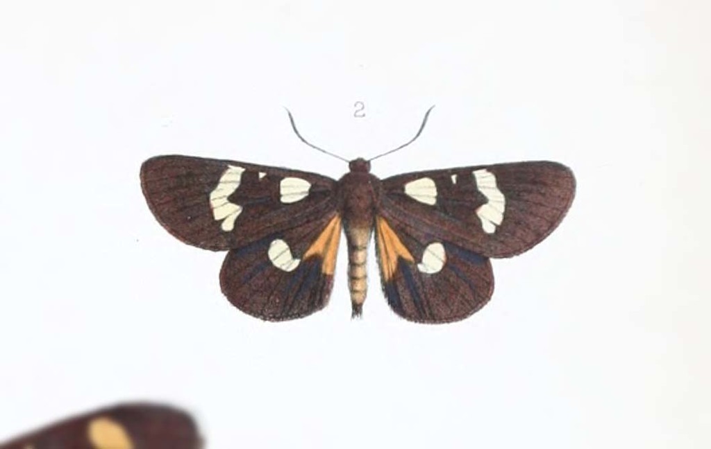 Mimeusemia basalis