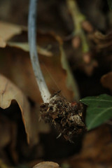 Entoloma lampropus