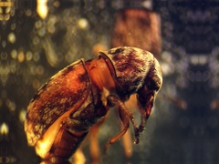Eusphyrus rectus