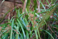 Cyperus leptocladus
