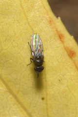Scatella