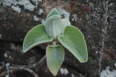 Tetradenia fruticosa image