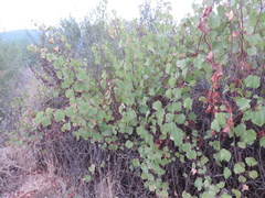 Vitis rupestris