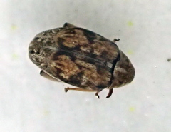 Algarobius bottimeri