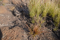 Coleochloa setifera
