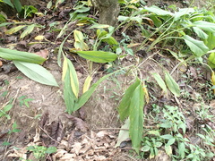 Curcuma longa