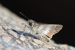 Platylesches moritili