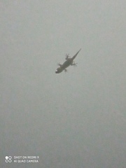 Tarentola mauritanica