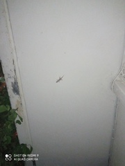 Tarentola mauritanica