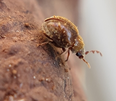 Mizodorcatoma variabilis