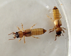 Bledius mandibularis