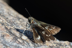 Platylesches moritili