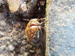 Mizodorcatoma variabilis