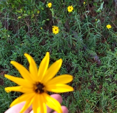 Helianthus heterophyllus