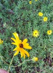 Helianthus heterophyllus