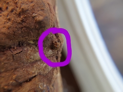 Mizodorcatoma variabilis