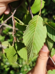 Ostrya carpinifolia