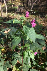 Impatiens glandulifera