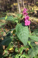 Impatiens glandulifera