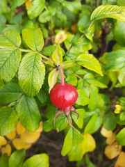 Rosa rugosa