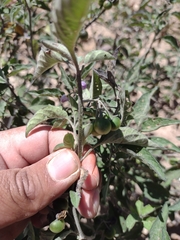 Solanum nigrescens