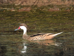 Anas bahamensis