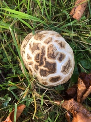 Fungi