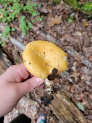 Lactarius croceus