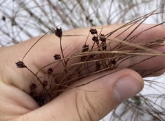 Oreojuncus