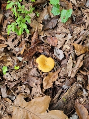Lactarius croceus
