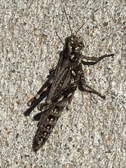 Melanoplus macclungi