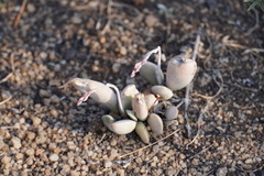 Adromischus umbraticola