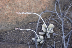 Adromischus umbraticola