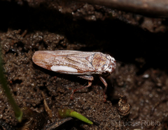Tretogonia