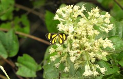 Cyllopoda claudicula