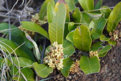 Parinari capensis capensis