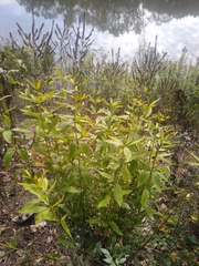 Veronicastrum virginicum