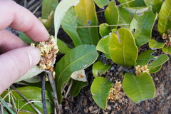 Parinari capensis capensis